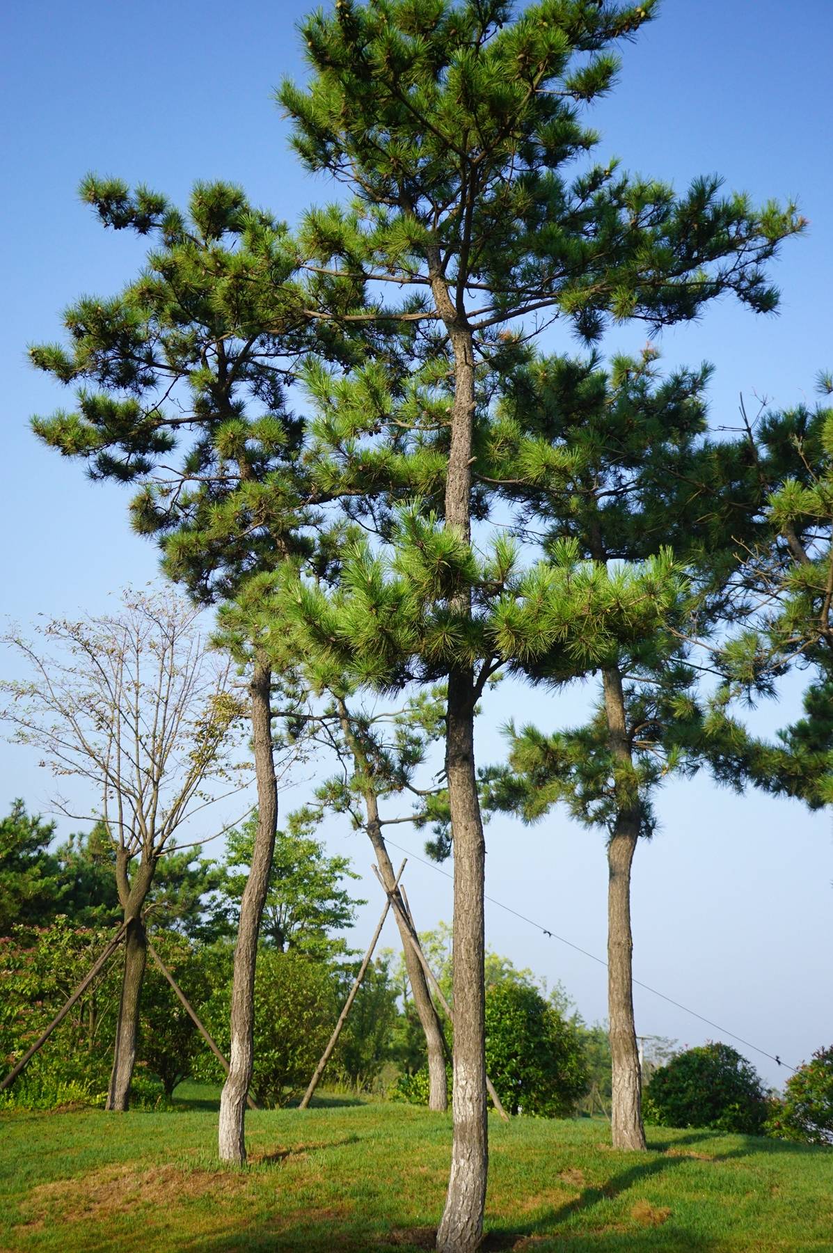 黑松生长速度图片