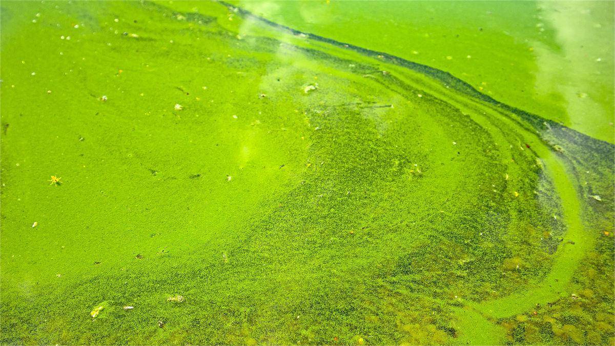 高温出现蓝藻怎么办?这样调控准没错