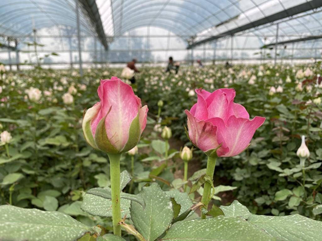 产业发展助推乡村振兴,致富路上玫瑰"香"伴