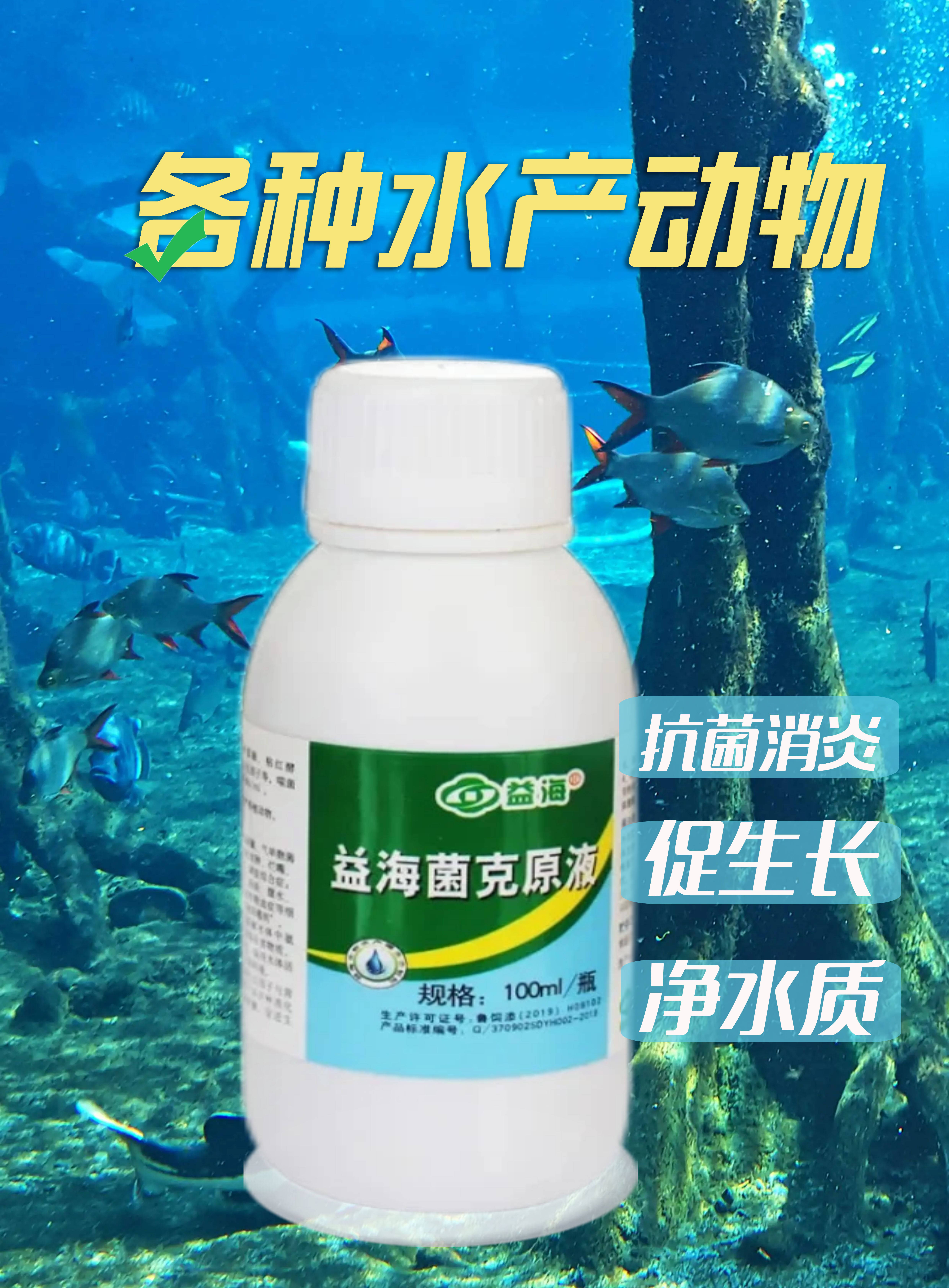 海参肿嘴摇头咋办?海参吐肠拖便肠炎化皮粘包怎么治?