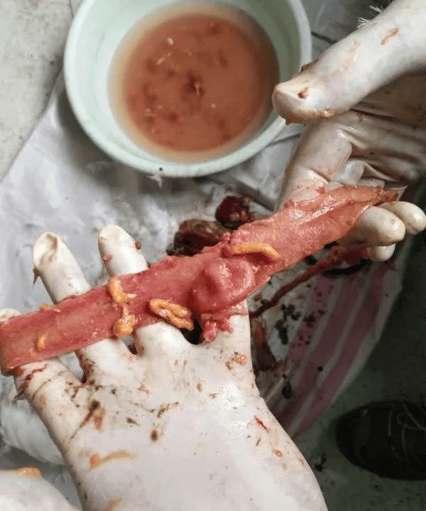 鹅副黏病毒病的发病症状与治疗禽医刘帆谈