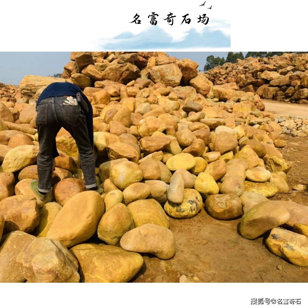宁夏自产自销黄蜡石 草坪点缀黄蜡石 大型园林景观石厂家