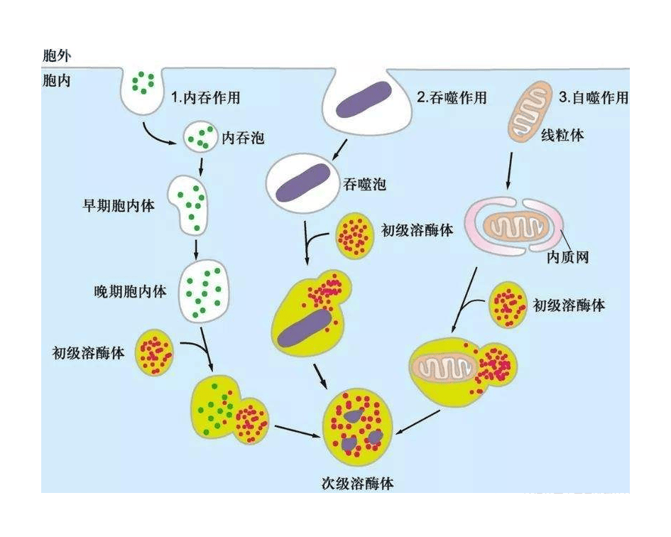 蛋白质的代谢过程图解图片