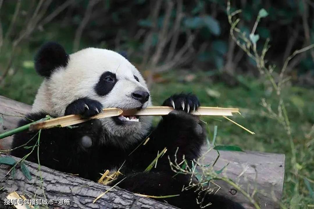 成都_景区_大熊猫