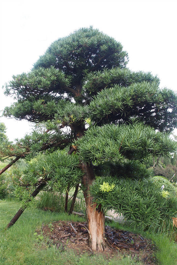 我见到的山东本土植物和园林栽培植物