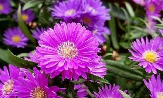 女命生这日,虽有伤官,也可婚姻不错