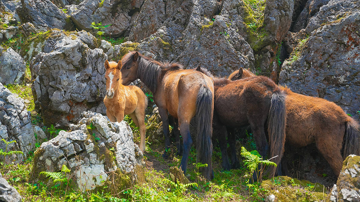 贵州六盘水龙脊山,山顶开满花,被传为"夜郎天路"的高山峰林道