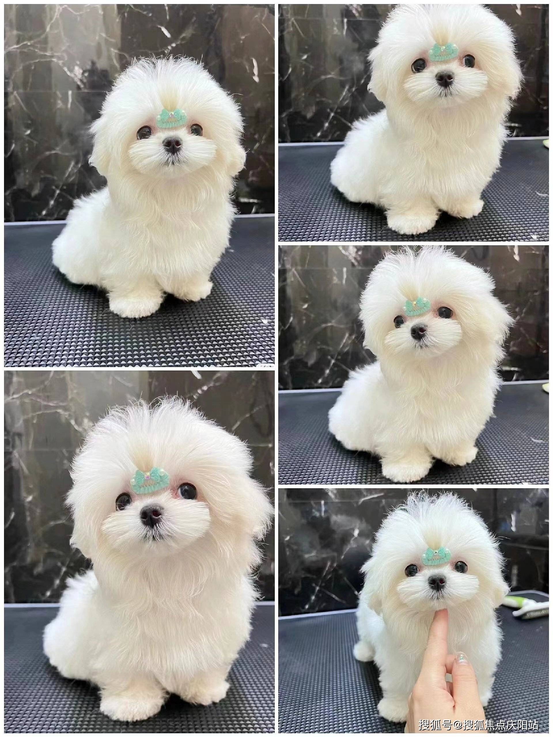 长沙芙蓉区买银渐层猫的地方【长沙福安家猫犬舍】欢迎您