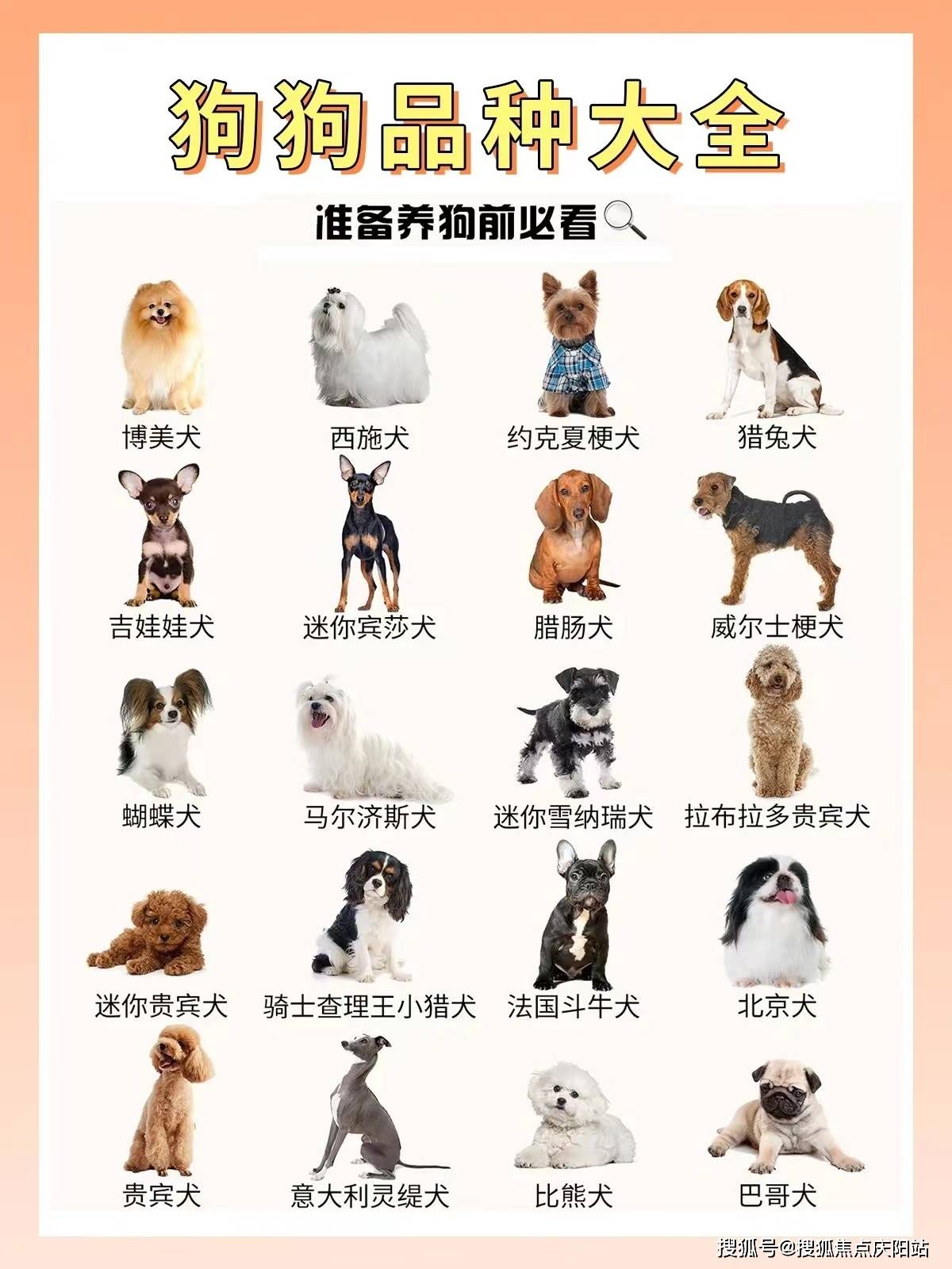 南京雨花台区买萨摩耶的宠物店哪家口碑好?
