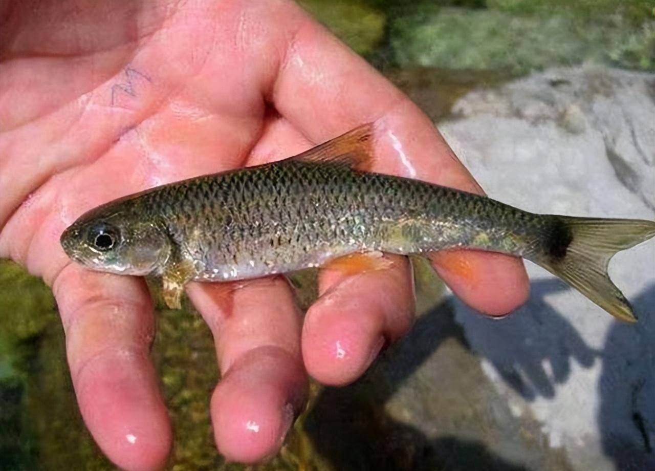 湖北神秘山洞,逢清明节便"流鱼",中科院学者一看既心痛又害怕