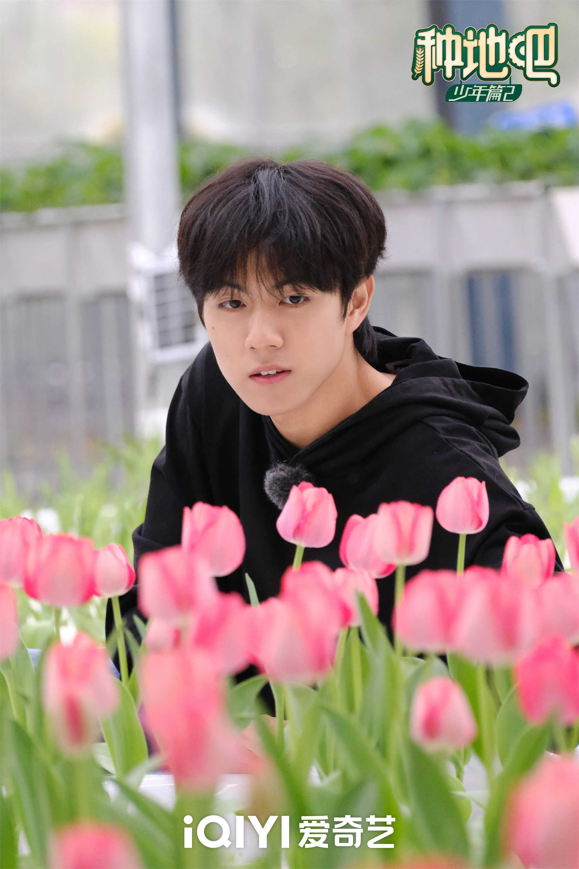 《种地吧2》下期精彩:雨天售卖郁金香 十个勤天各出奇招_蜜蜂_蜂箱