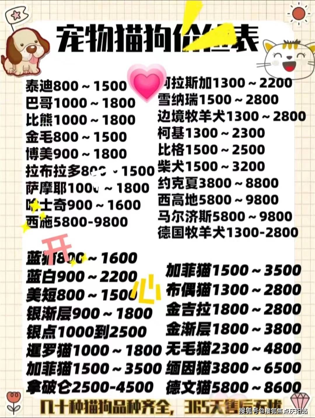 东莞买蓝金猫多少钱一只【东莞福安家猫犬舍】欢迎您