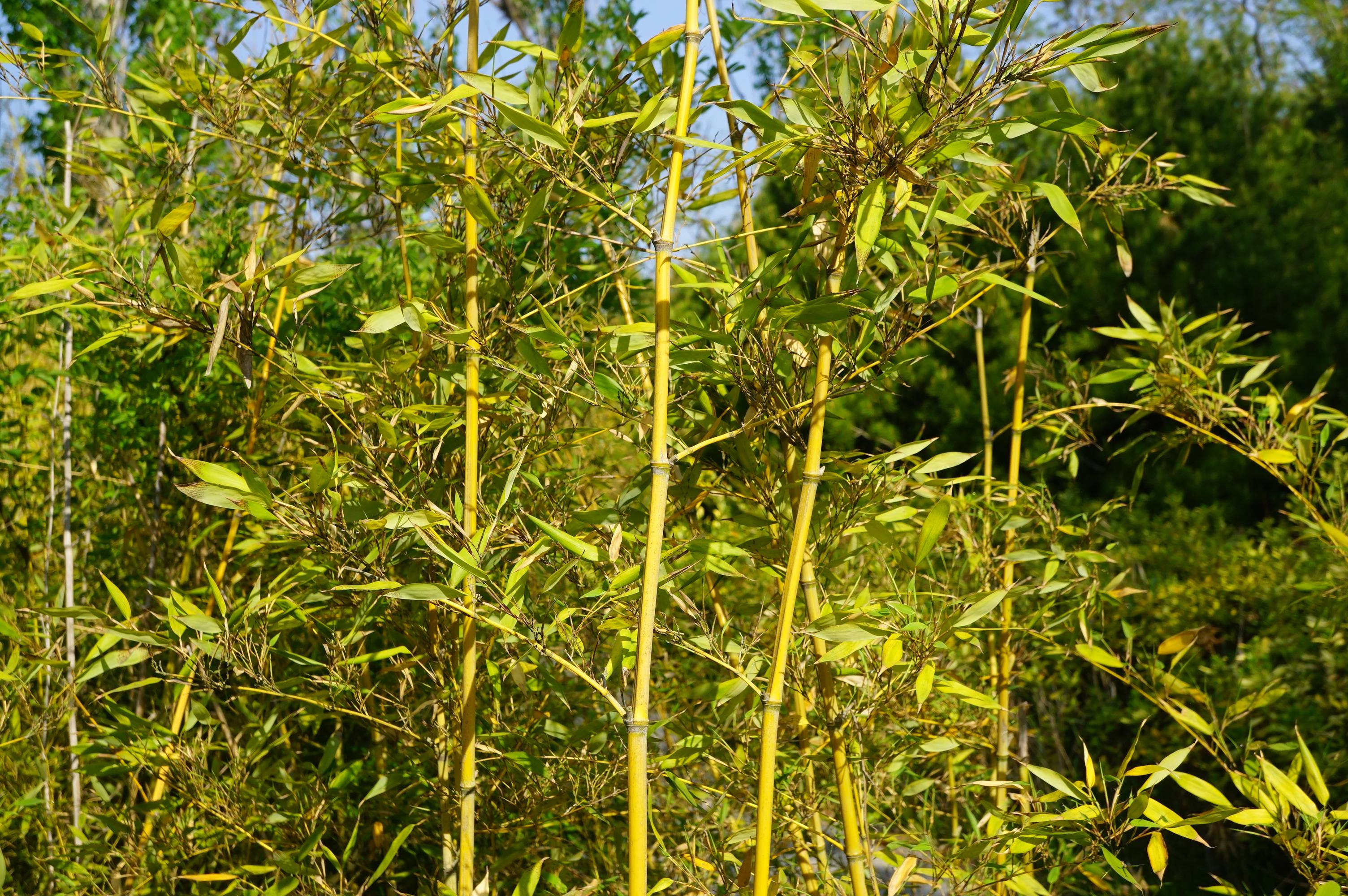 我见到的山东本土植物和园林栽培植物