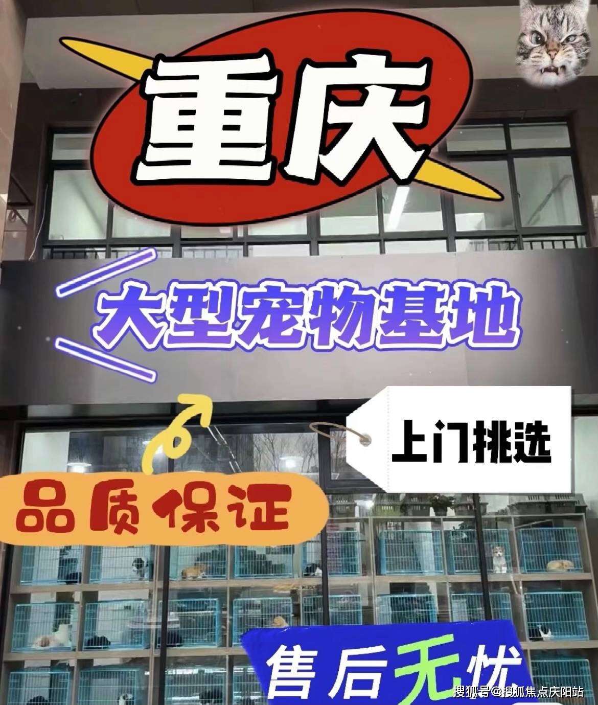 重庆江北区泰迪犬多少钱一只?这里买泰迪犬更具性价比,便宜又好看