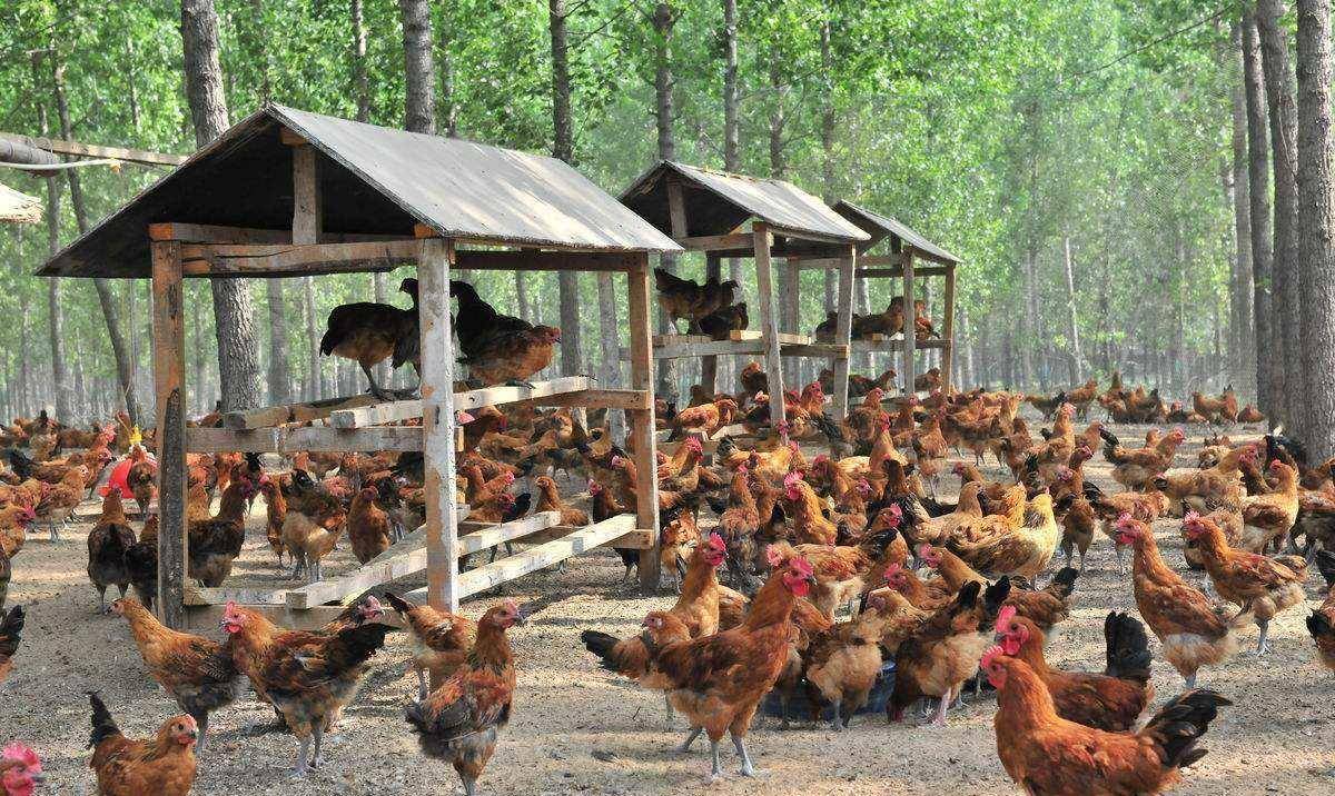 2019年兰州养鸡场只养鸡不下蛋,民警调查后,破获6年前惊天大案