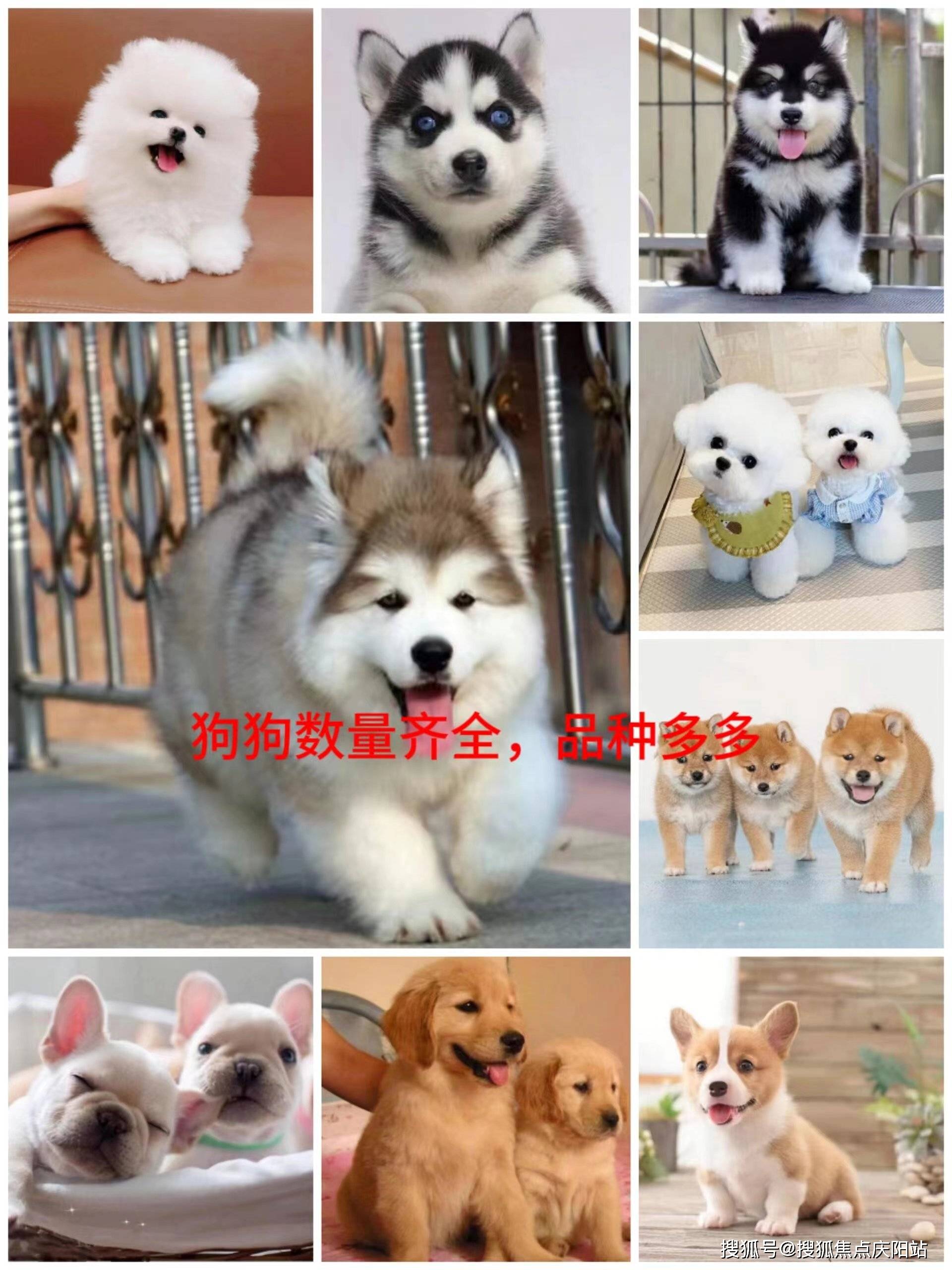 常州买博美幼犬丨常州新北区哪家宠物店有卖博美幼犬丨常州福安家猫