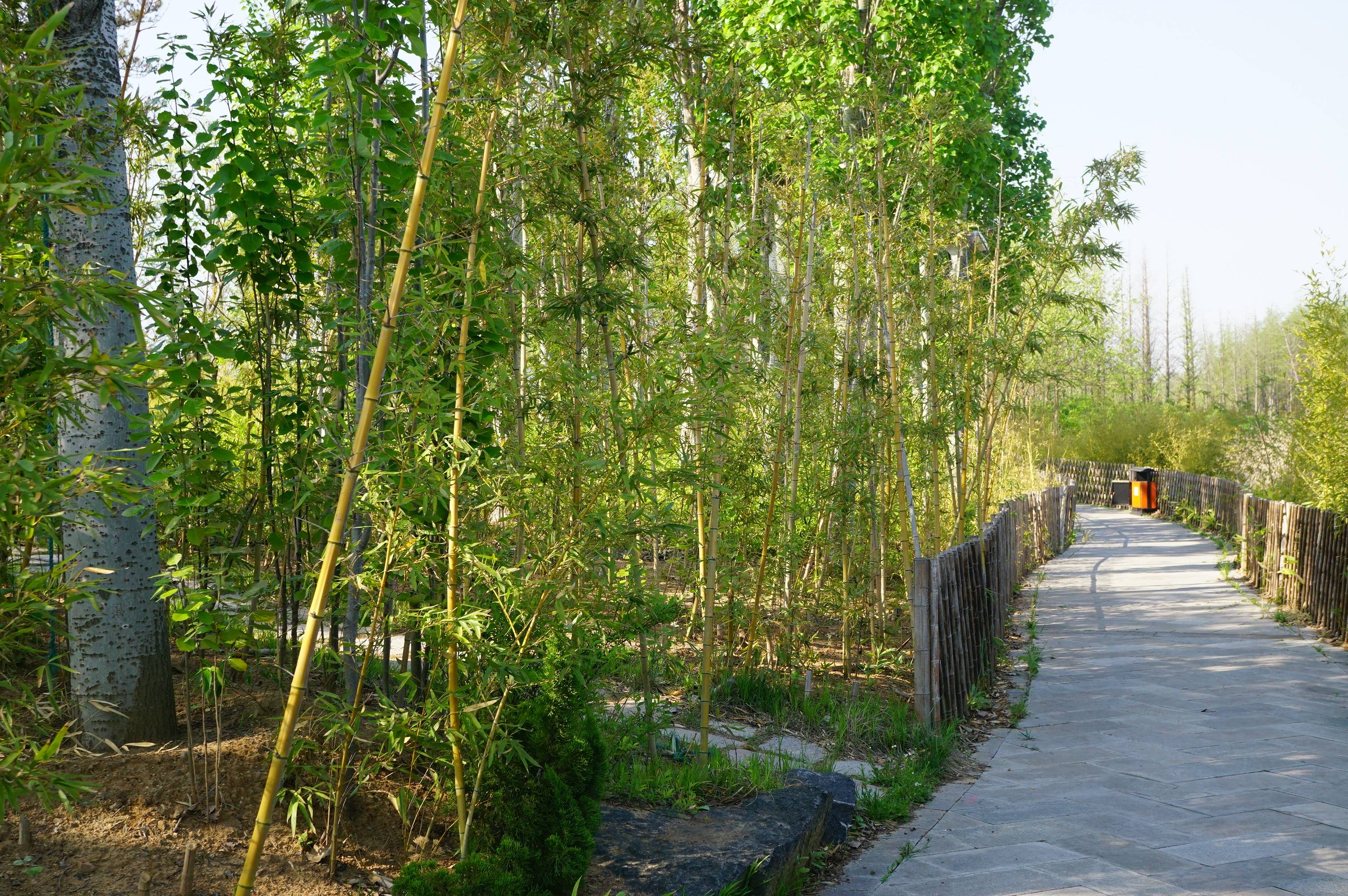 我见到的山东本土植物和园林栽培植物(201)金竹(栽培)