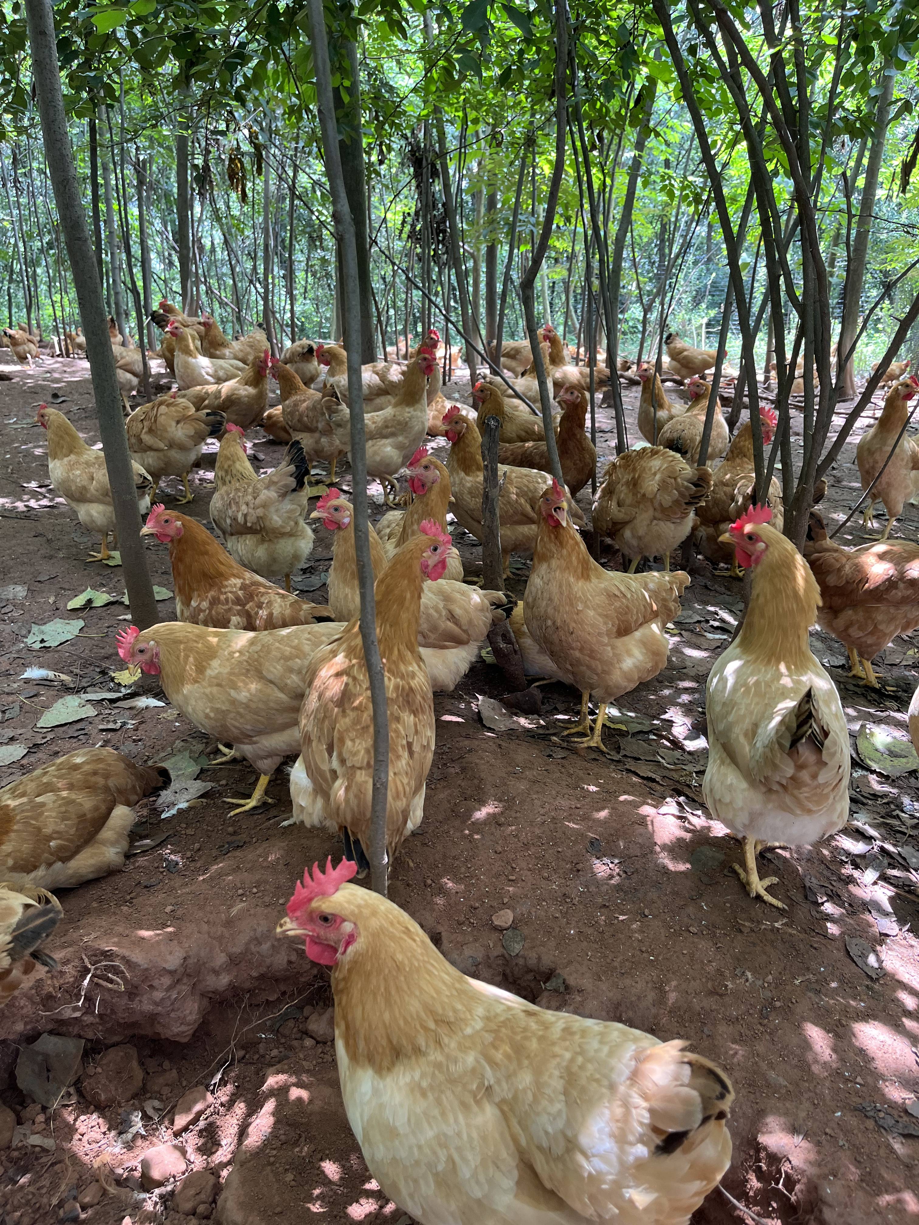 《乡味记风干鸡》是一道中国民间传统家庭美食