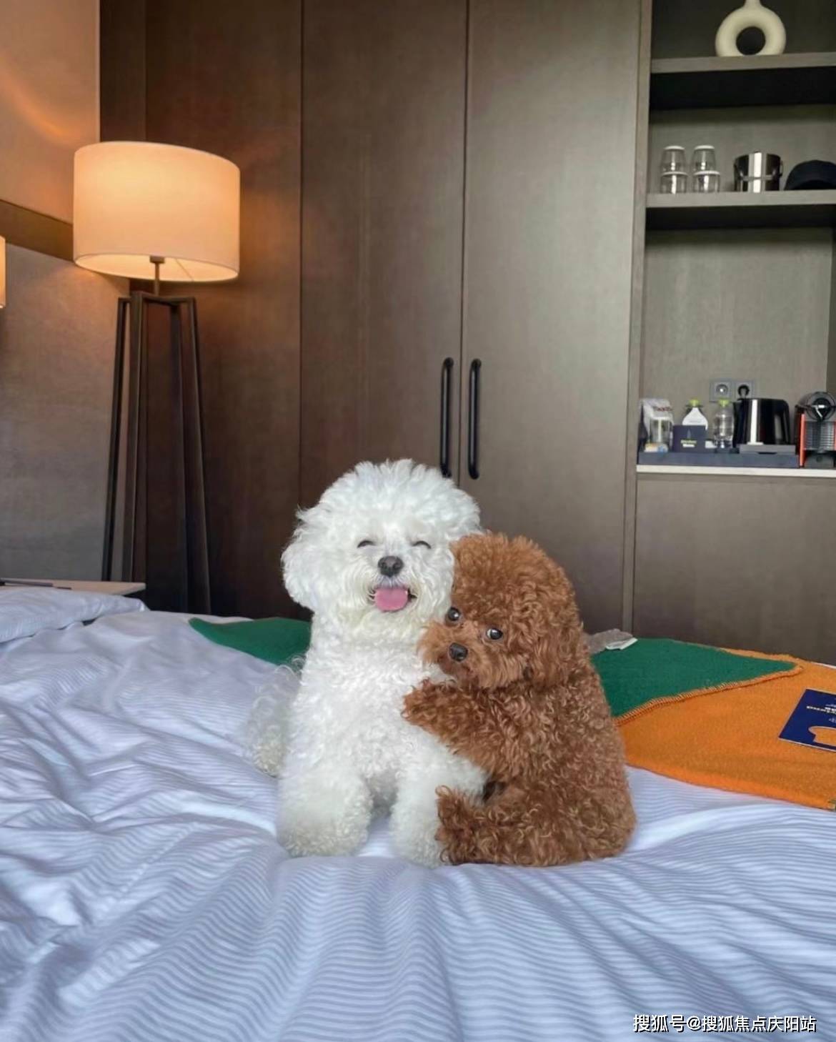 昆明买泰迪犬首页网站(昆明官渡区)买泰迪犬在哪里买靠谱又便宜