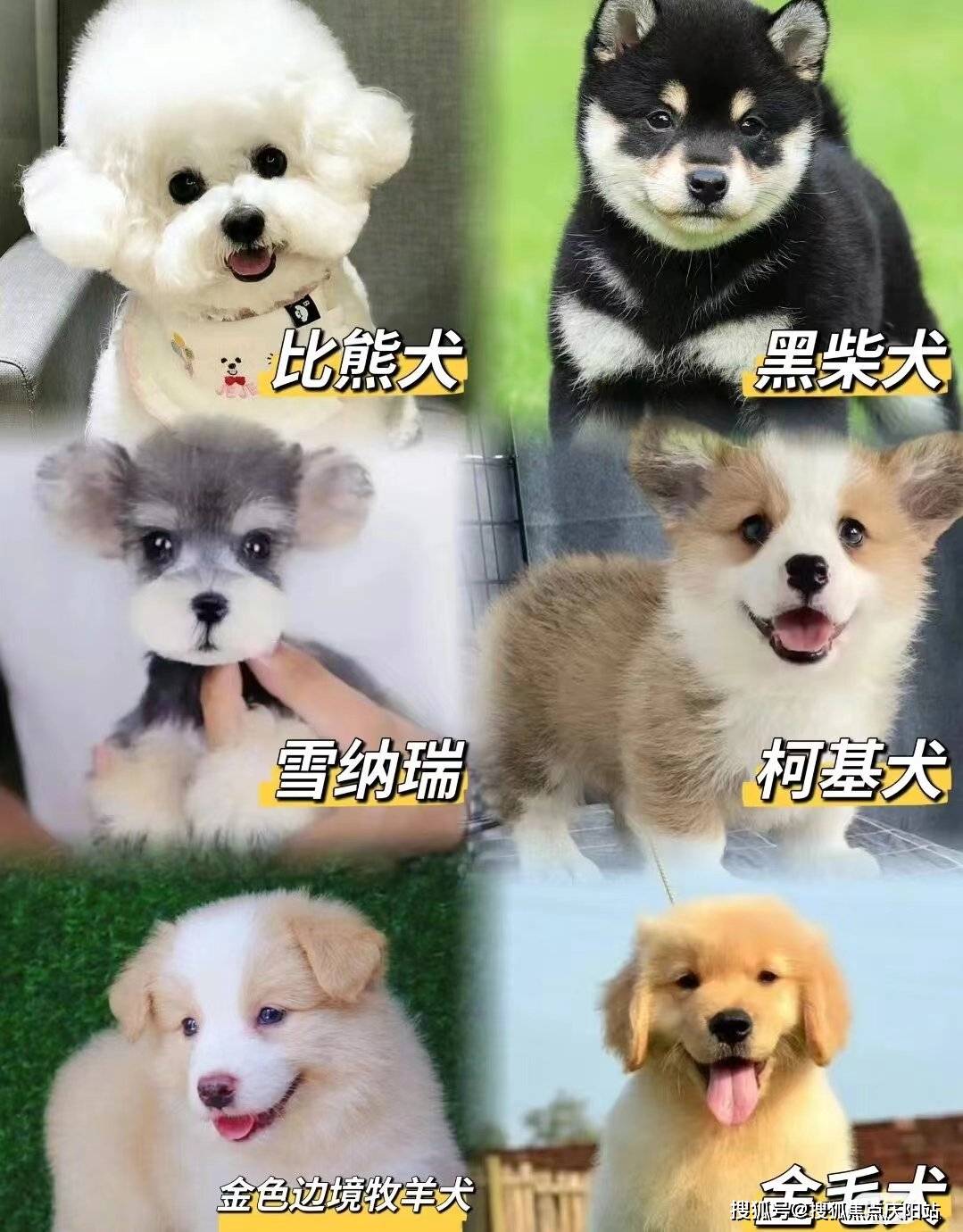 南昌买泰迪犬首页网站(南昌红谷滩区)哪里有卖泰迪犬的宠物市场
