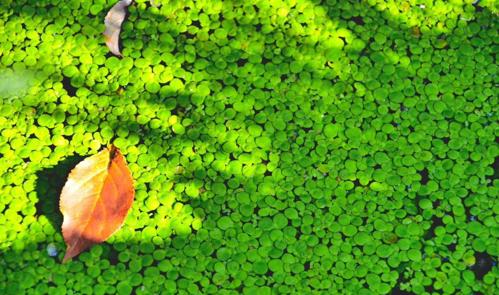 浮萍与节节草配伍使用,究竟有什么作用?乾隆御医黄元御有话说