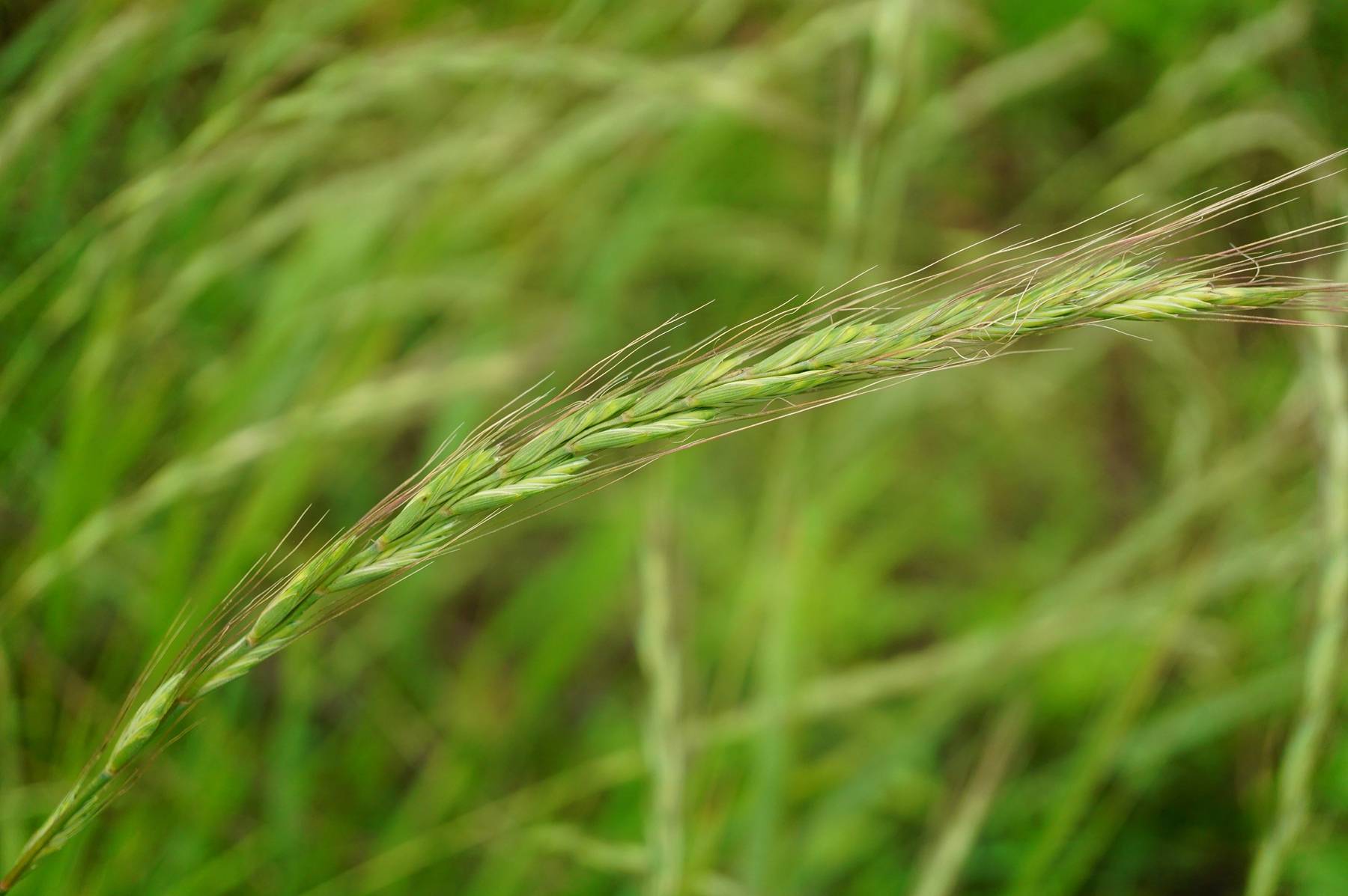我见到的山东本土植物和园林栽培植物(176)东瀛鹅观草