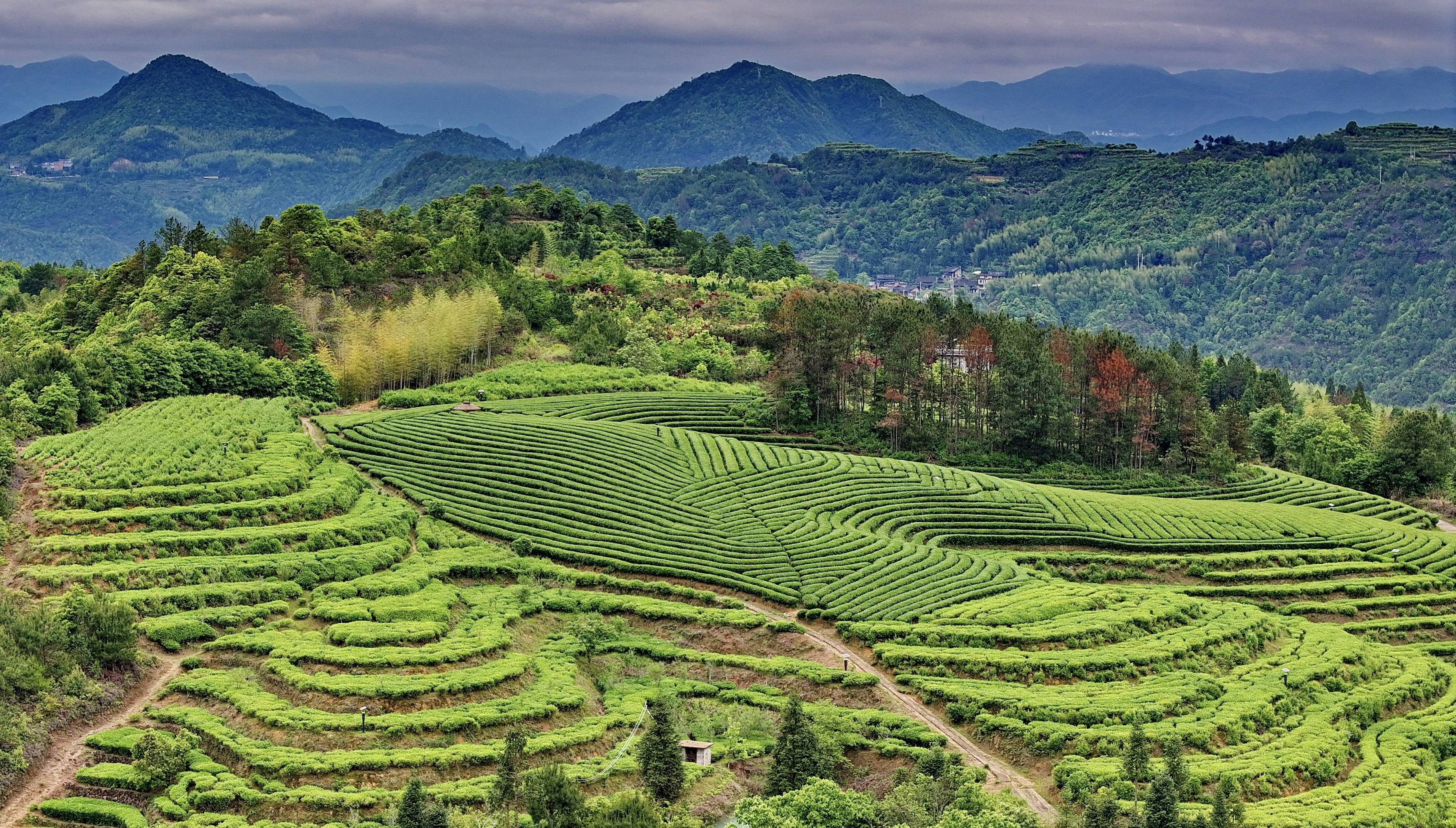 最美茶场图片图片