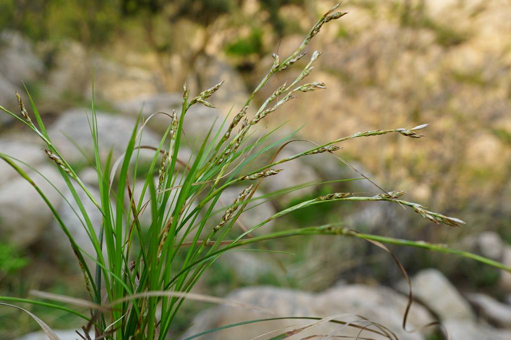 我见到的山东本土植物和园林栽培植物