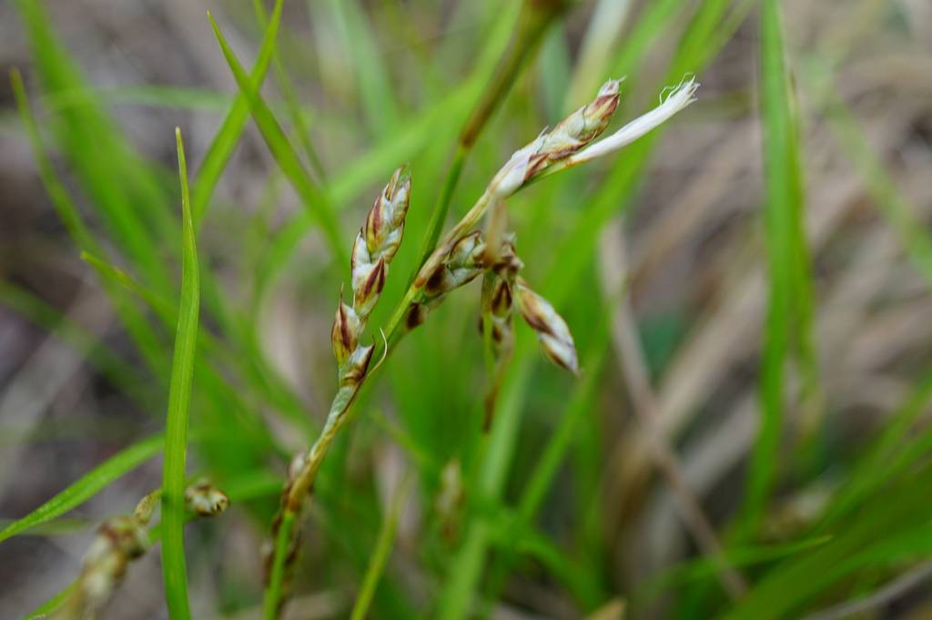我见到的山东本土植物和园林栽培植物