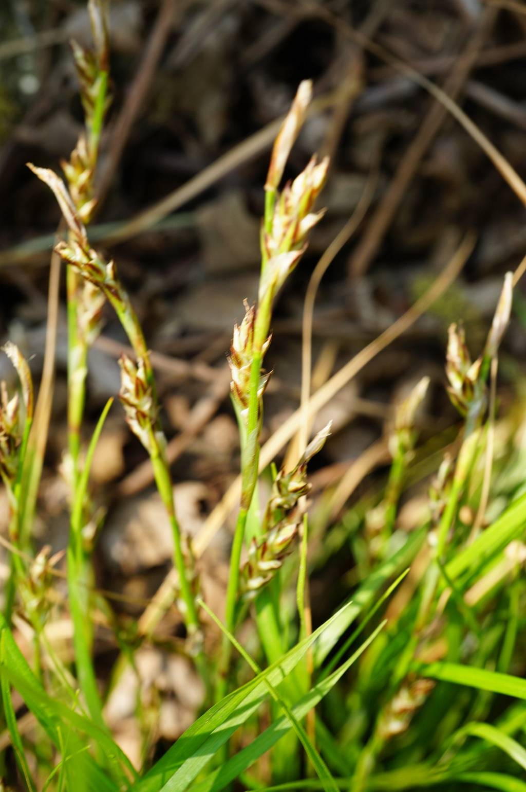 我见到的山东本土植物和园林栽培植物