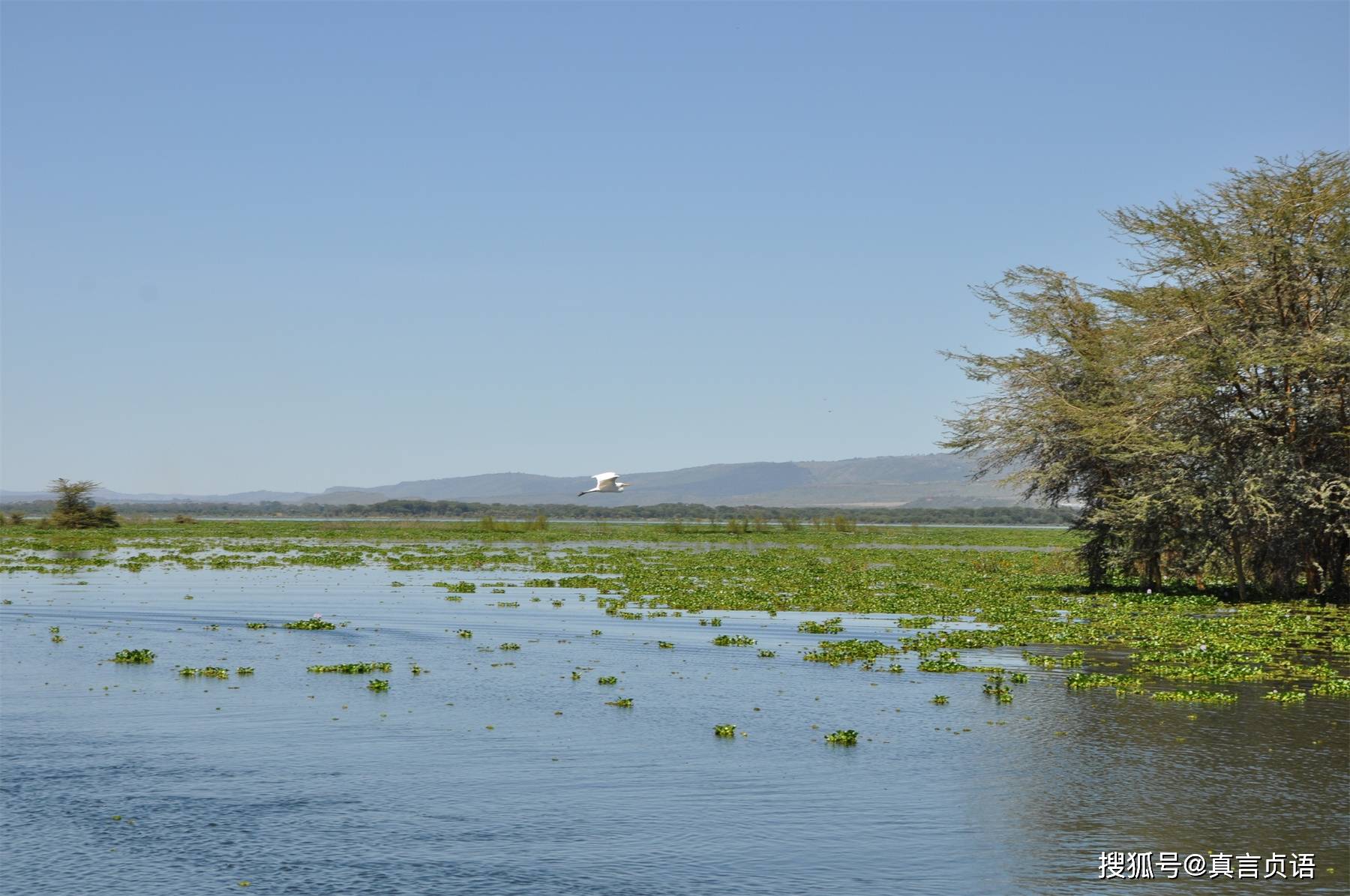   易思佳最初的船在纳瓦沙湖中荡漾——肯尼亚之旅之四
