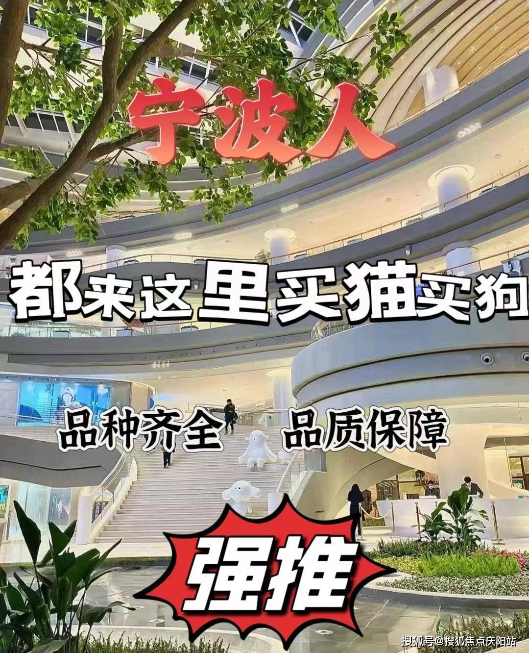 宁波海曙区哪里有卖博美犬的宠物市场丨宁波买博美犬首页网站