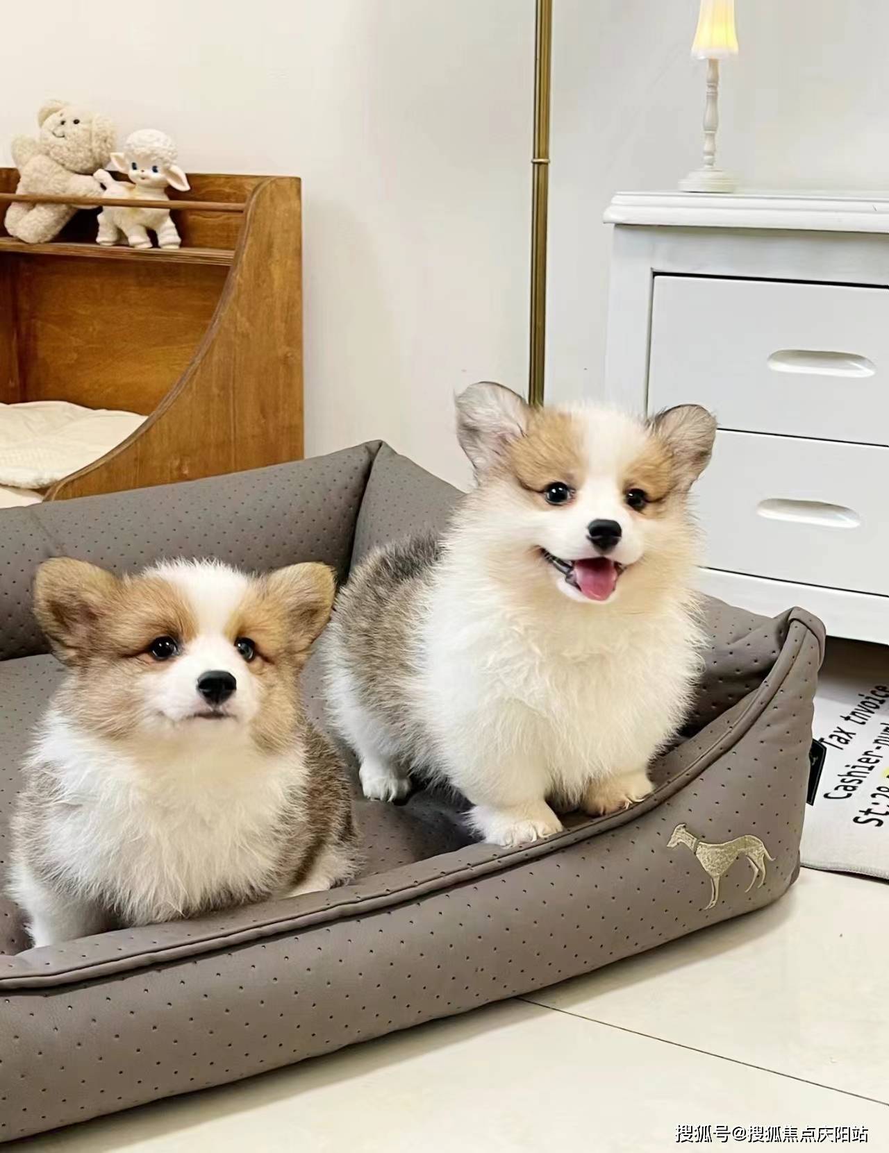 北京买柯基犬首页网站(北京朝阳区)买柯基犬哪里有实体店