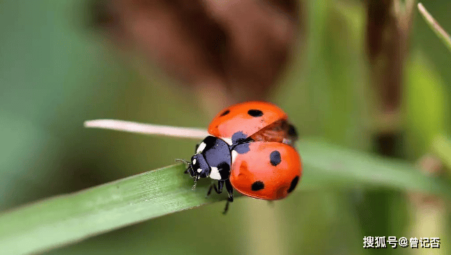 曾记否,承载着童年记忆"小动物",现在却难觅踪影了_小时候_蚯蚓_蝈蝈