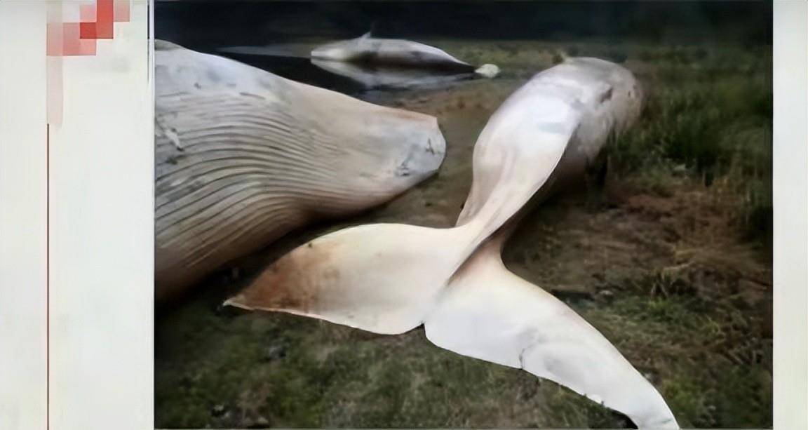 2018年山西闹蛇灾,数百条蛇一夜暴毙,两名专家在石缝中找出答案