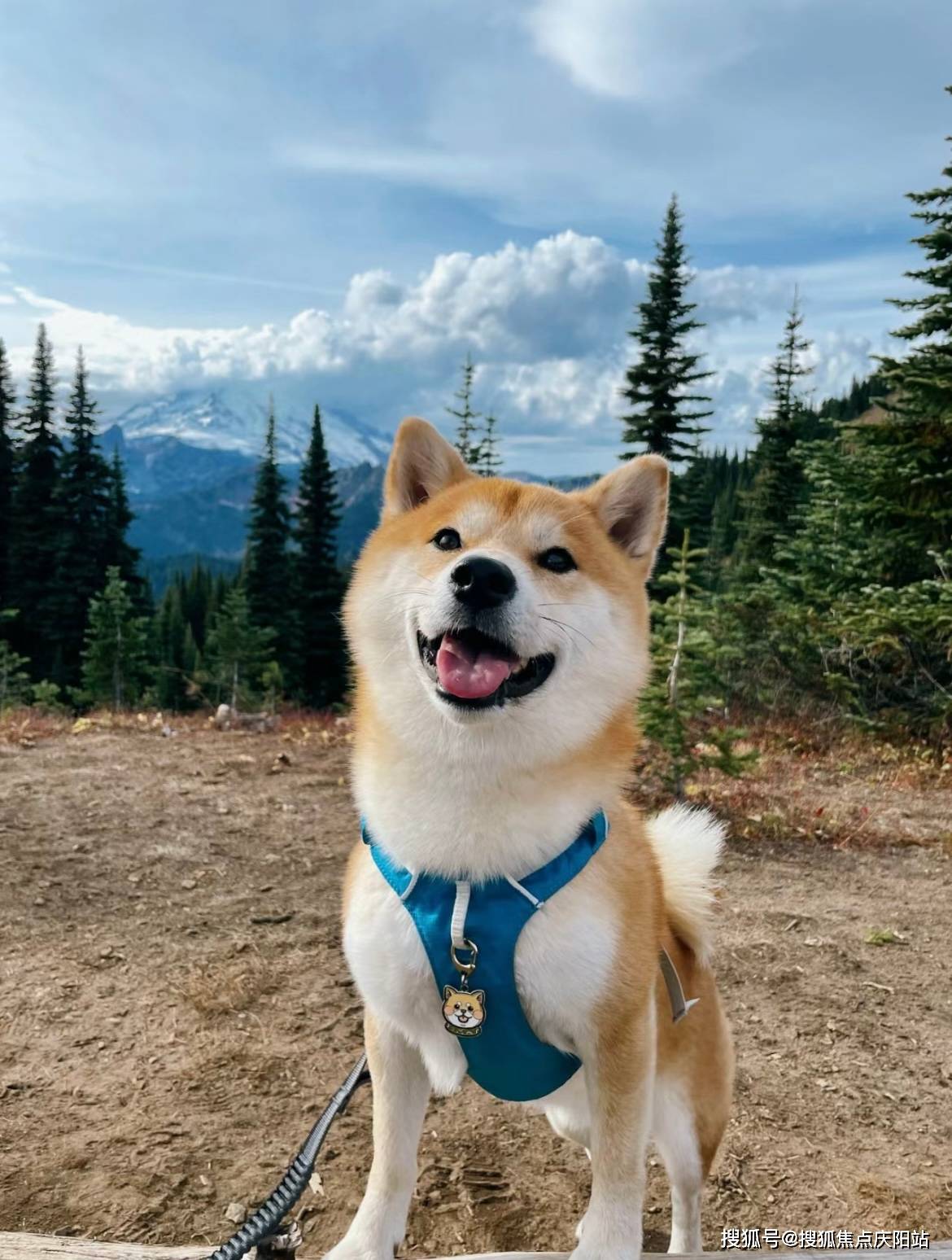 西安买柴犬首页网站(西安长安区)买柴犬在哪里买靠谱又便宜