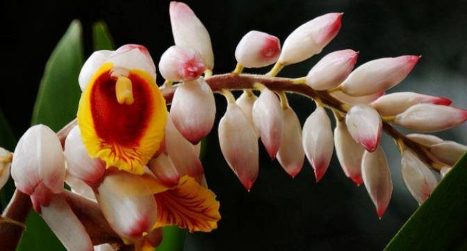 古人将"豆蔻年华"喻为13岁女子,豆蔻二字,是啥意思?_杜牧_扬州路_少女