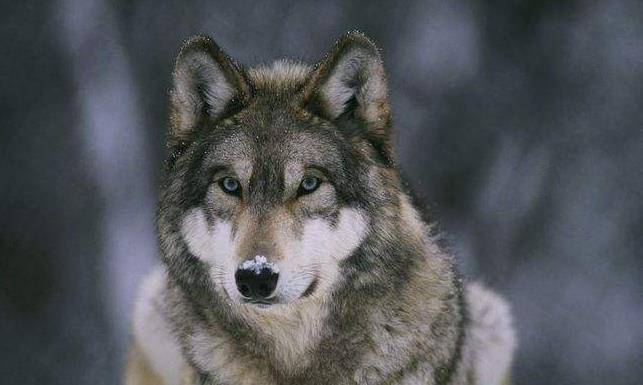 女大学生带家传"狼皮"鉴定,专家情绪失控,拒绝估价,拒绝鉴定