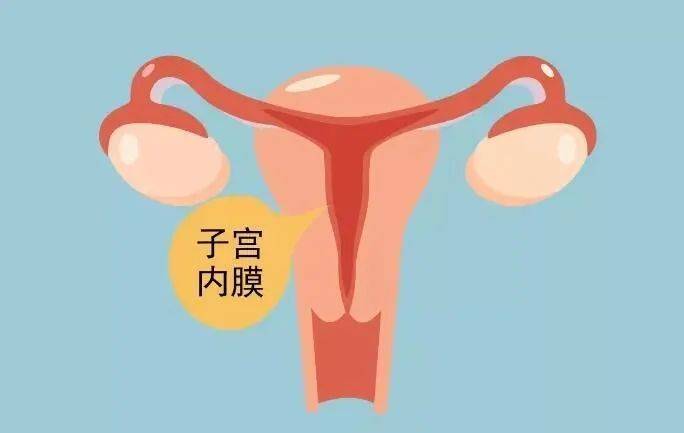红木坊朱秀英医生:子宫内膜的哪些特征更容易怀孕？_胚胎_影响_成功