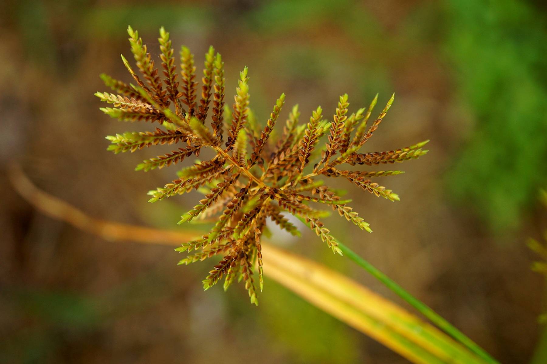 我见到的山东本土植物和园林栽培植物(231)具芒碎米莎草