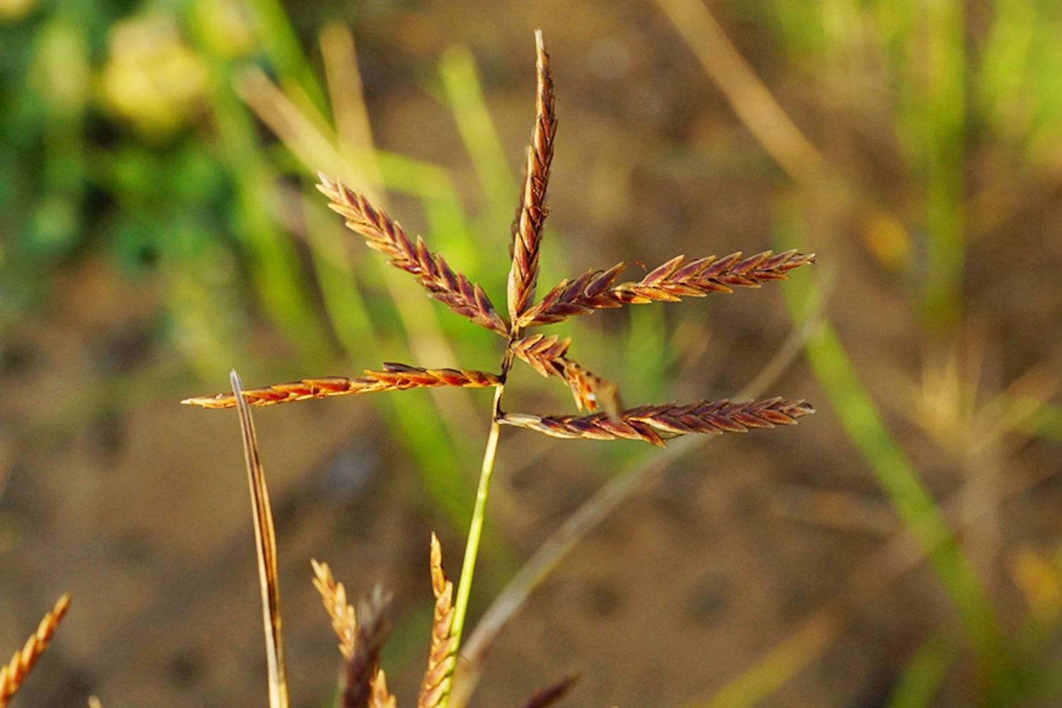 我见到的山东本土植物和园林栽培植物(228)香附子