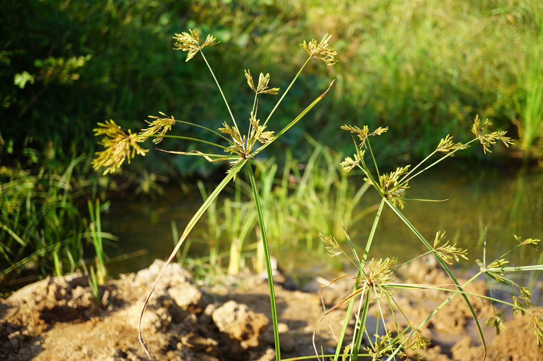 我见到的山东本土植物和园林栽培植物(230)碎米莎草