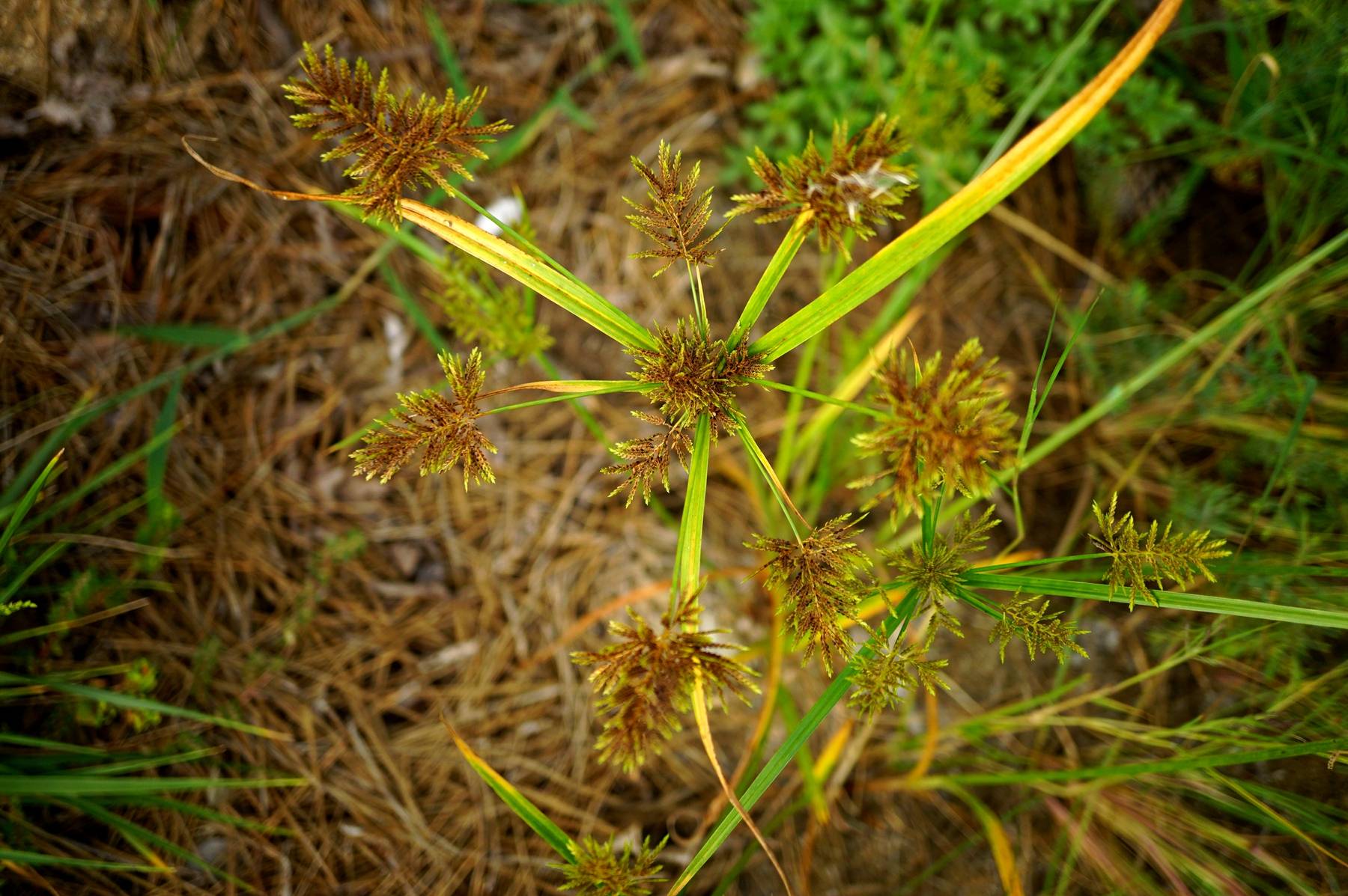 我见到的山东本土植物和园林栽培植物(231)具芒碎米莎草