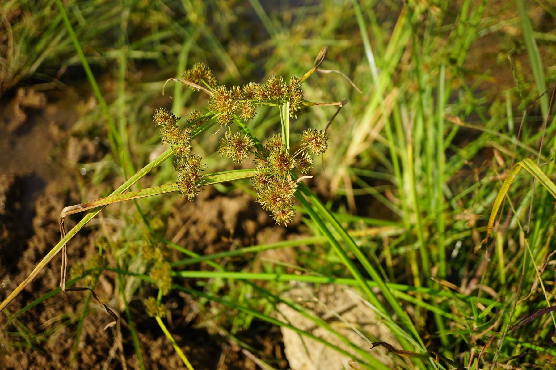 我见到的山东本土植物和园林栽培植物(236)异型莎草