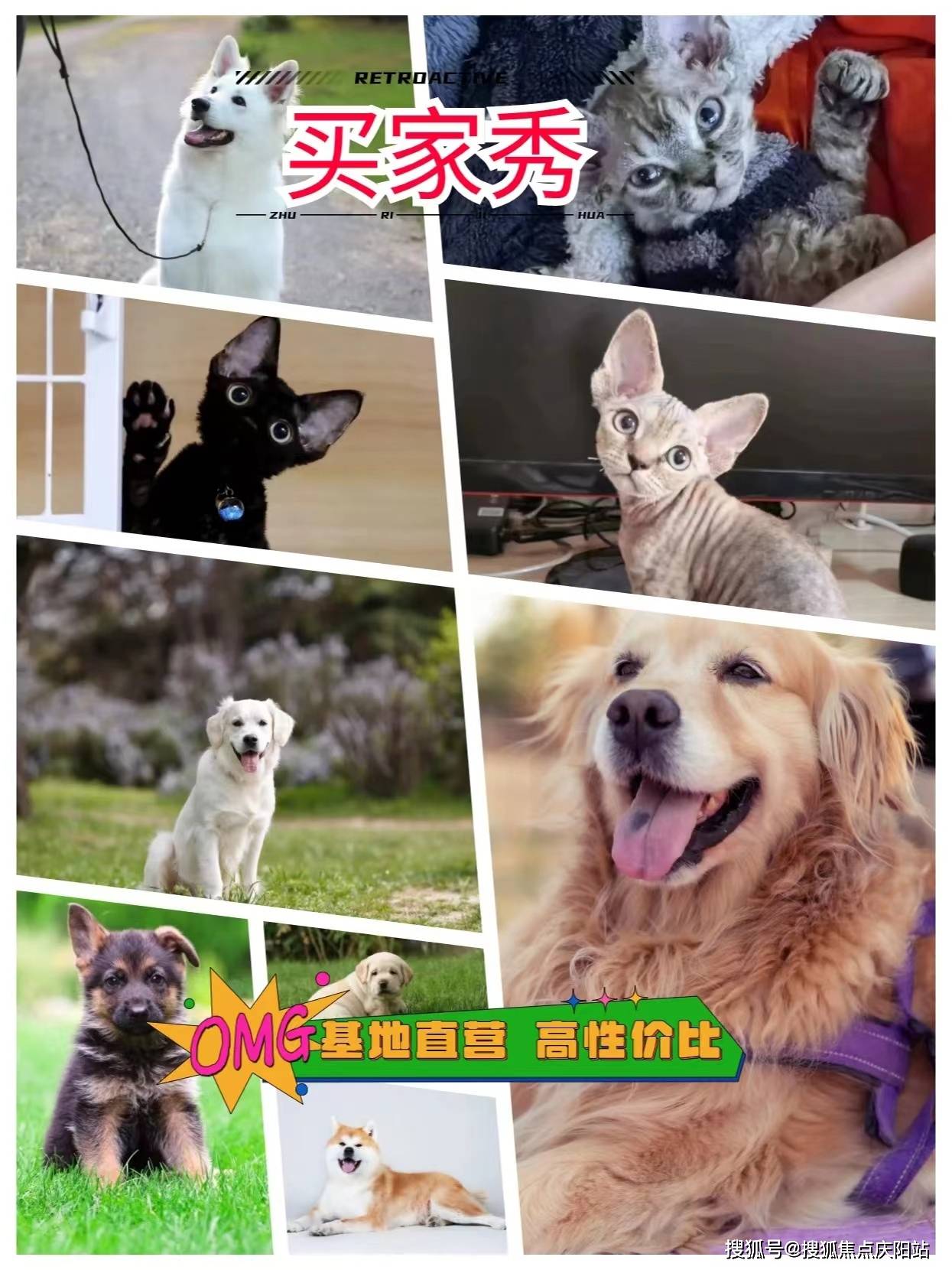 南京买英短蓝金猫首页网站(南京雨花台区)买英短蓝金猫的地方