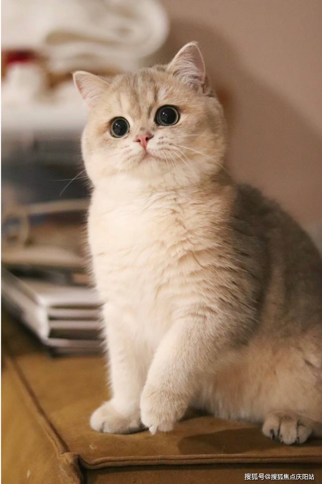 北京买英短蓝金猫首页网站(北京朝阳区)买英短蓝金猫哪里有实体店