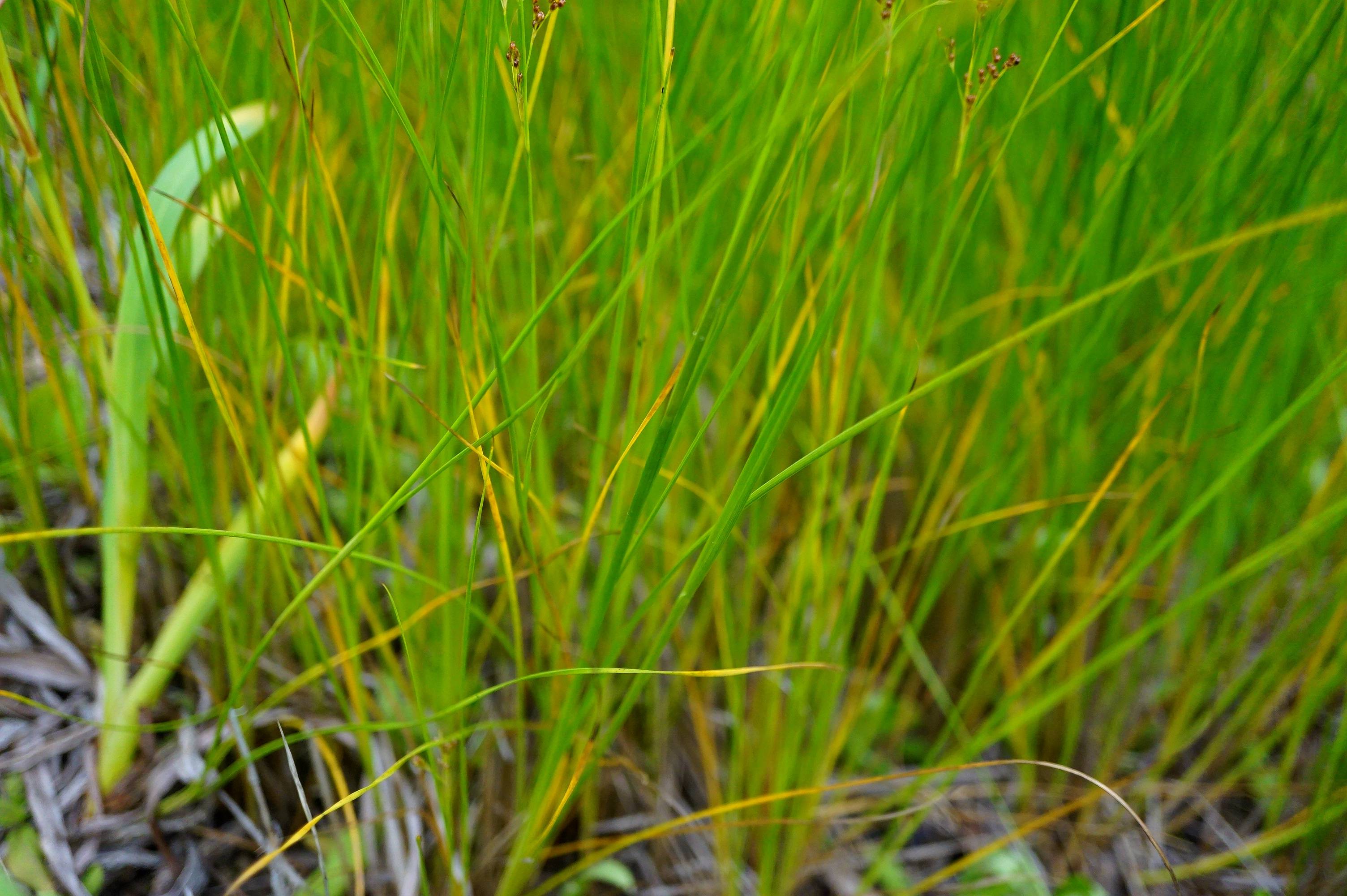 我见到的山东本土植物和园林栽培植物(258)洮南灯芯草?