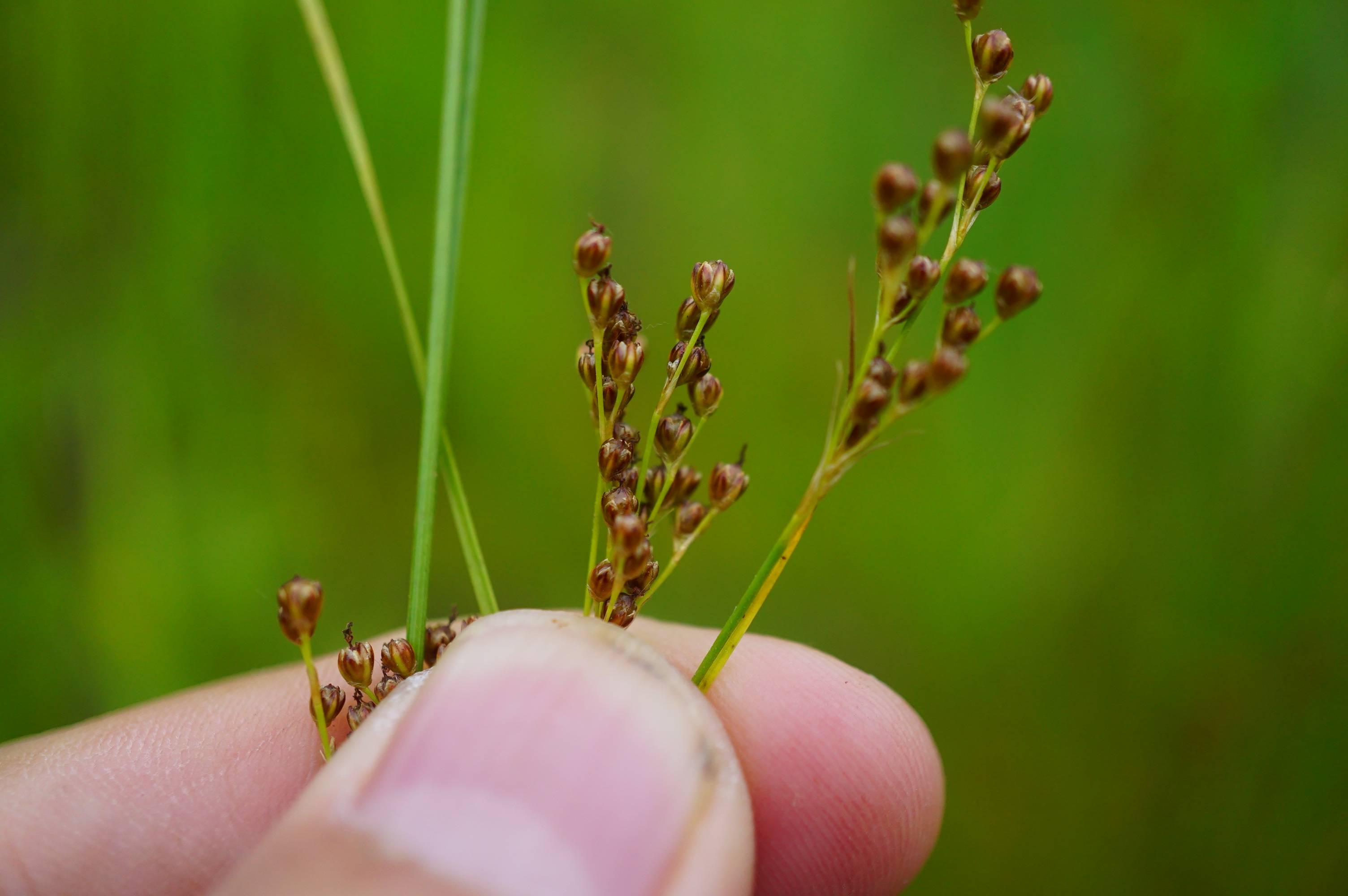 我见到的山东本土植物和园林栽培植物258洮南灯芯草