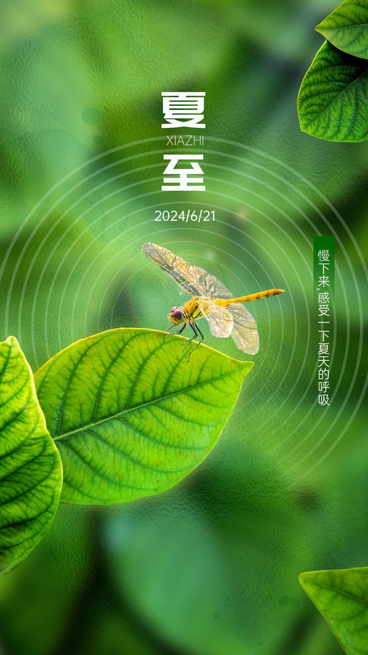 墨言教育丨六月借势海报——夏至