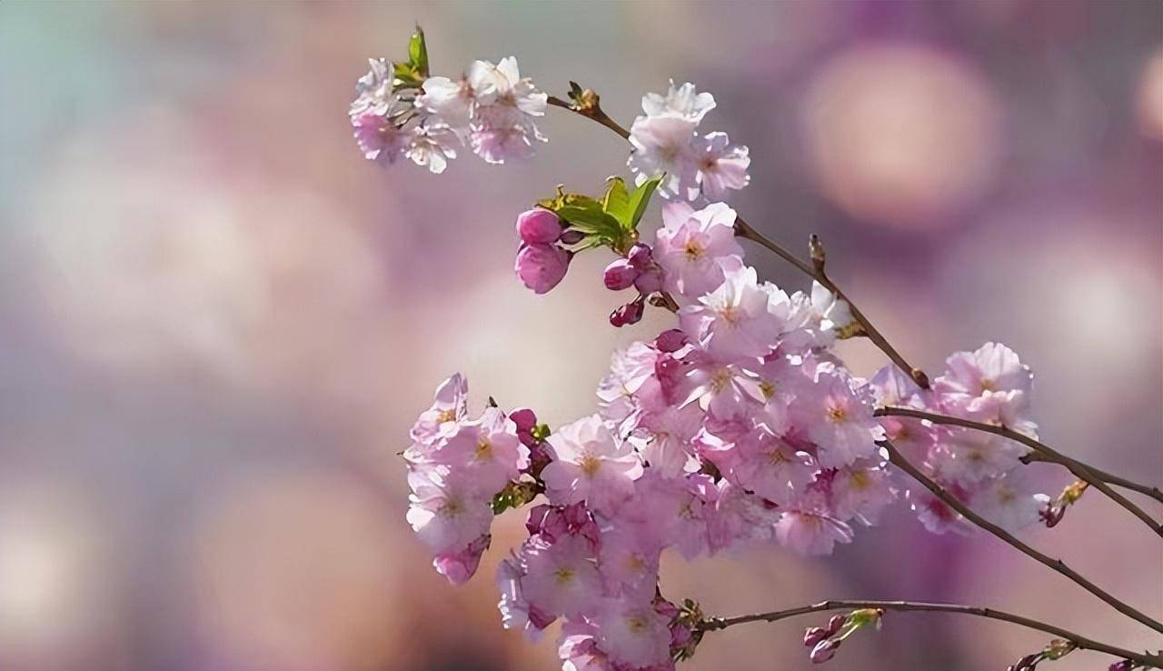 壁纸 花 桌面 1280_738